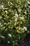 : - Ageratina altissima