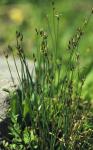 : - Juncus drummondii