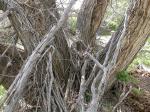 Pfirsichweide - Salix amygdaloides