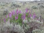 : - Astragalus bisulcatus