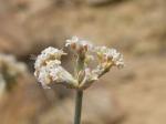 : - Eriogonum pauciflorum