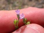 : - Gilia inconspicua