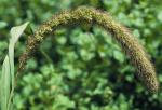 Kolbenhirse-Setaria italica