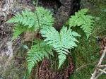 : - Dryopteris aemula