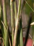 : - Calamagrostis purpurascens