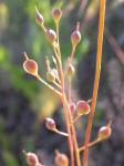 Kleinfrüchtiger Leindotter - Camelina microcarpa