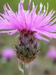 Fleckige Flockenblume - Centaurea maculosa