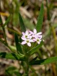 Schmalblättrige Leimsaat - Collomia linearis
