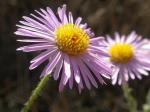 : - Erigeron pumilus