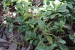 : - Pachysandra termialis
