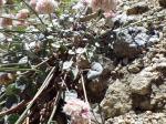 :-Eriogonum polypodum