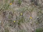 Schamhafte Fritillarie - Fritillaria pudica
