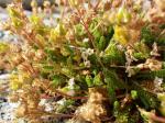 : - Ivesia lycopodioides