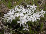 : - Phlox hoodii
