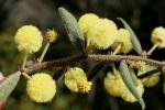 : - Acacia aspera