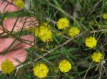: - Acacia brownii