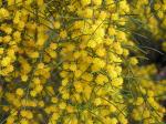: - Acacia menzelii