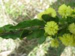 Kängurudorn - Acacia paradoxa