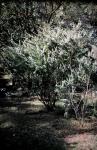 : - Agonis theiformis