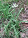 Glöckchen-Lauch - Allium triquetrum