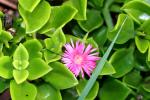Herzblättrige Mittagsblume - Aptenia cordifolia
