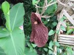 : - Aristolochia elegans