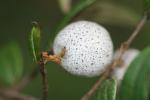 : - Austromyrtus dulcis