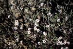 : - Baeckea crassifolia