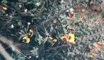 : - Bossiaea eriocarpa
