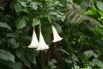 Weiße Engelstrompete - Brugmansia candida