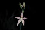 :-Caladenia latifolia
