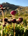 : - Calceolaria arachnoides