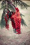 : - Colvillea racemosa