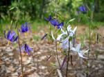 : - Conanthera bifolia