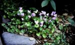 Neapolitanisches Alpenveilchen - Cyclamen hederifolium