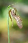 : - Cypripedium acaule