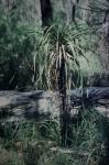 : - Dasypogon hookeri