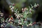 : - Daviesia ulicifolia