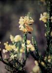 : - Dillwynia floribunda