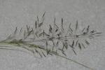 :-Eragrostis patula