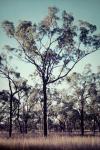 : - Eucalyptus crebra