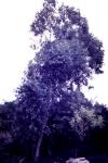 :-Eucalyptus tereticornis