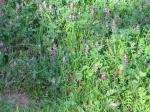 Mauer-Erdrauch - Fumaria muralis