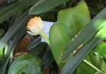 Elefantenohr - Haemanthus albiflos