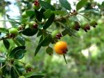 : - Myrceugenia ovata