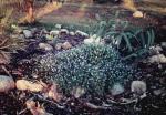 : - Lobelia membranacea