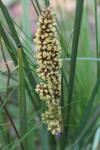 : - Lomandra nana