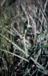 : - Lyperanthus serratus