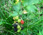Ulmenblätterige Brombeere - Rubus ulmifolius
