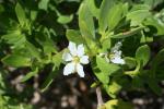 : - Pemphis acidula